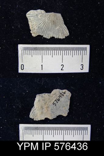 Schuchertella subplana