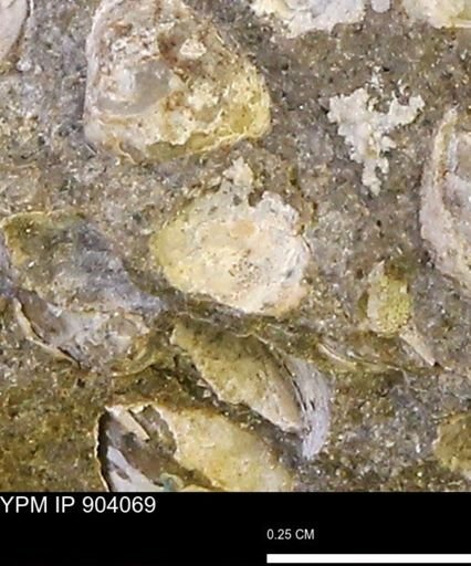 undet. Bivalvia