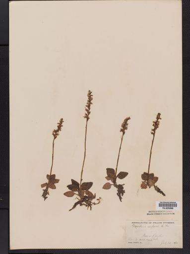 Goodyera repens
