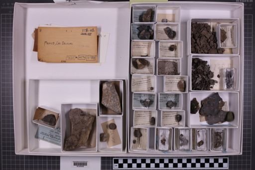 mixed taxa, stratigraphic collection
