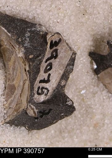 Mollusca