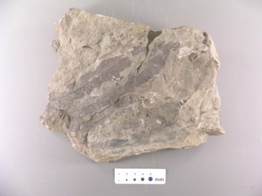 Pteris russellii