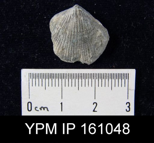 Atrypa reticularis