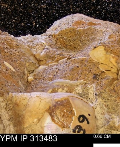 Corbicula