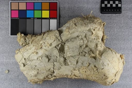 Brontotheriidae