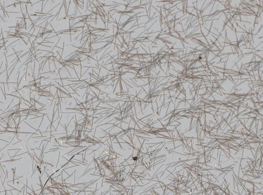 Tedania sp.