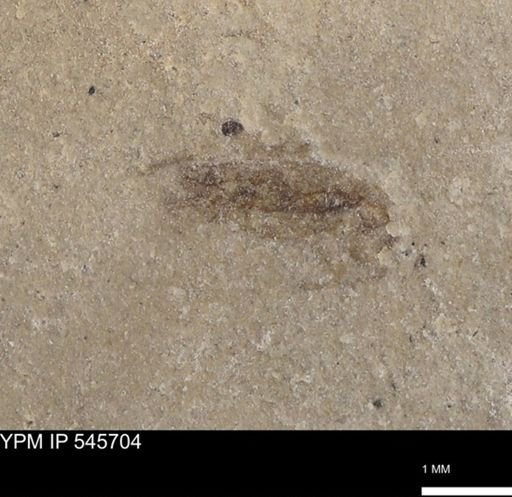 undet. Insecta