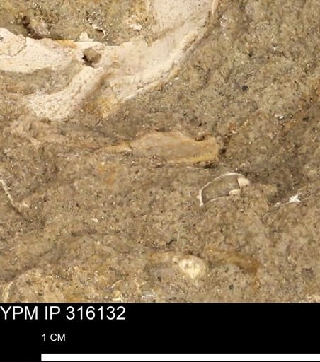 undet. Bivalvia