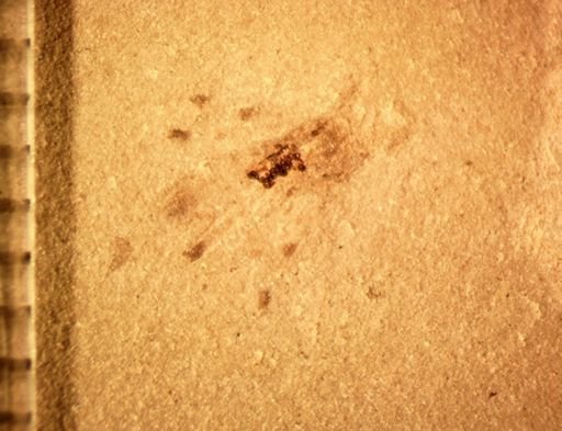 undet. Hemiptera