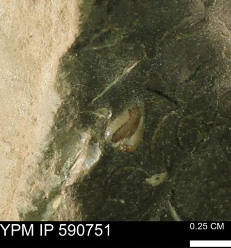 Protocardia?