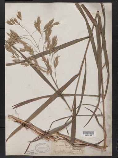 Bromus latiglumis