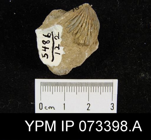 Camarotoechia cedarensis