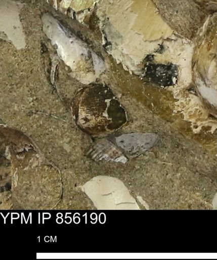 undet. Mollusca