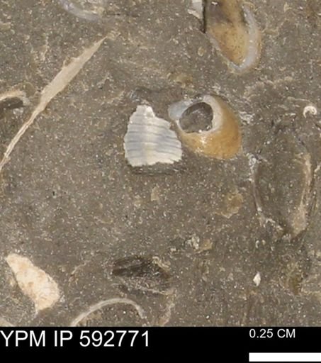 undet. Gastropoda