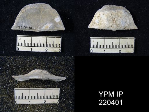 Chonetes granulifer meekanus