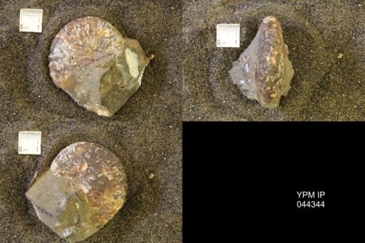 Hoploscaphites comprimus