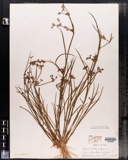 Juncus articulatus