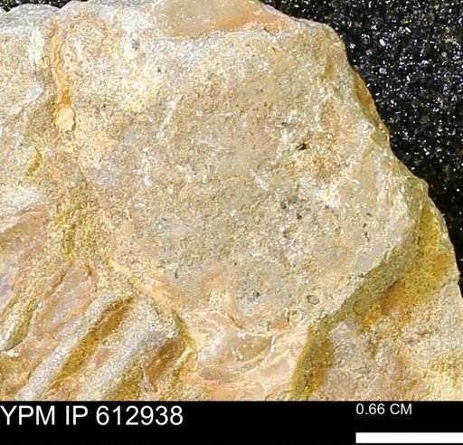 undet. Mollusca