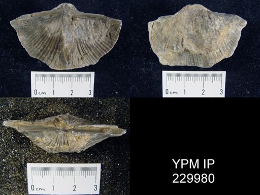 Neospirifer cameratus