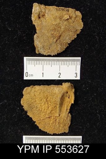 Leptostrophia?
