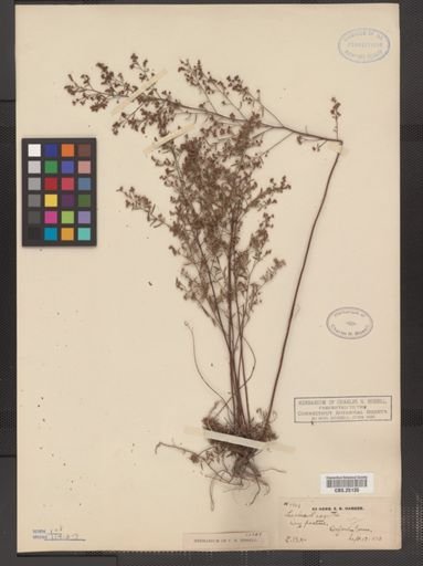Lechea leggettii