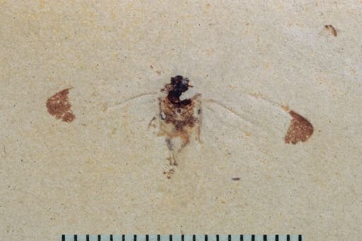 undet. Auchenorrhyncha