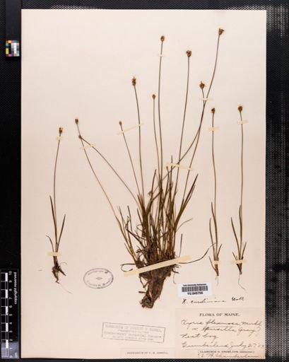 Xyris caroliniana