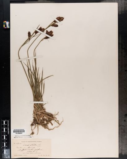 Carex