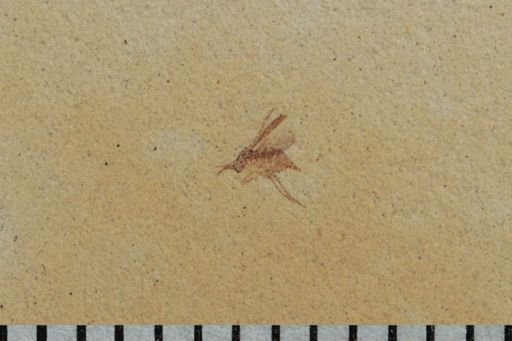 undet. Diptera