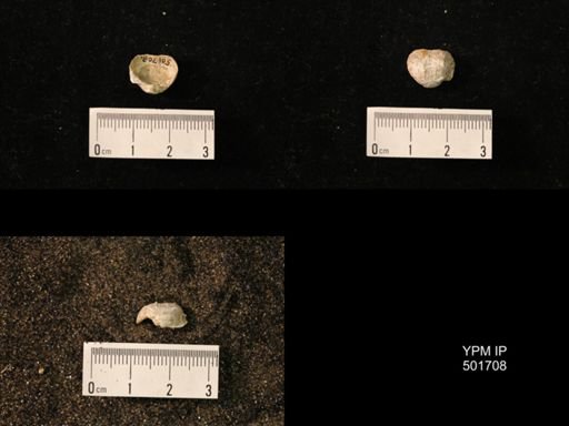 Marginifera splendens