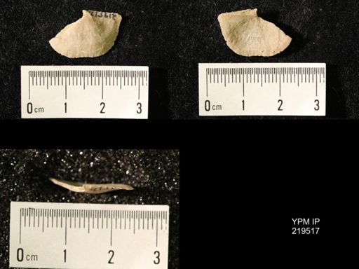 Chonetes granulifer