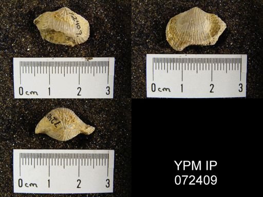 Atrypa tennesseensis