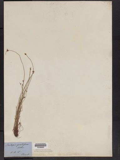 Plantae