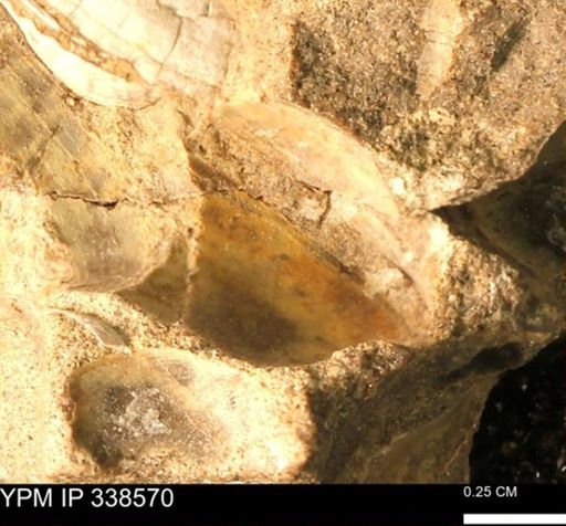Protocardia subquadrata
