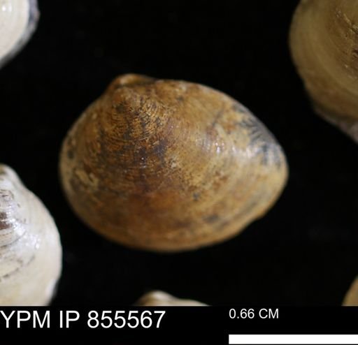 Limopsis striatopunctatus