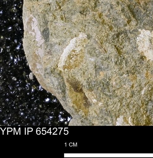 Mollusca