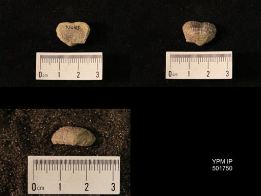 Marginifera lasallensis
