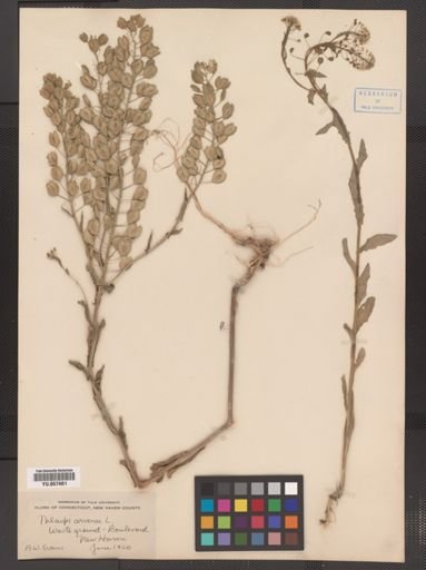 Thlaspi arvense