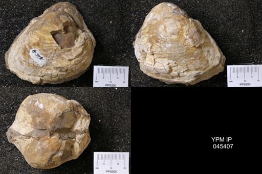 Cucullaea nebrascensis