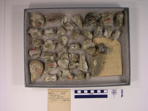 Crocodilus sp.