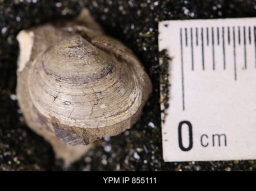 Limopsis striatopunctatus