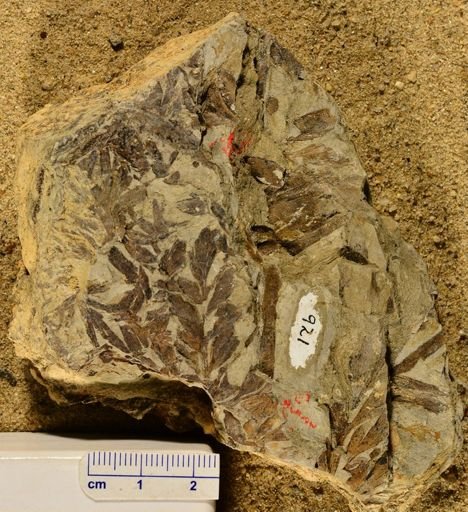 Triphyllopteris rarinervis