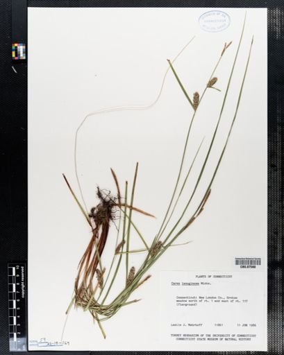 Carex lanuginosa