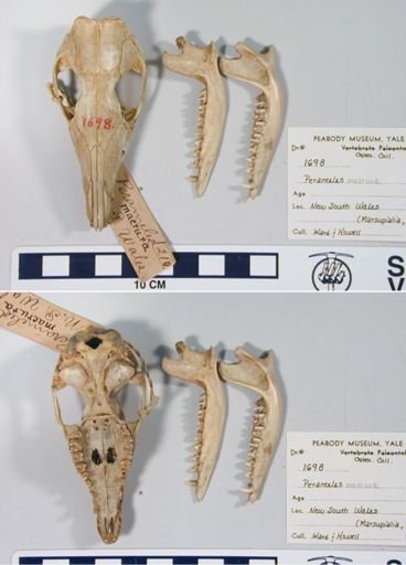 Isoodon macrourus