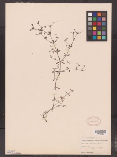 Galium tinctorium