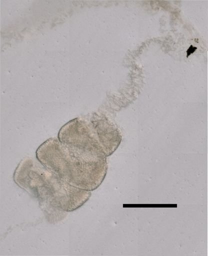 Nanomia cara