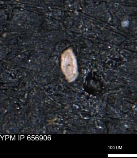 Spirolocammina?