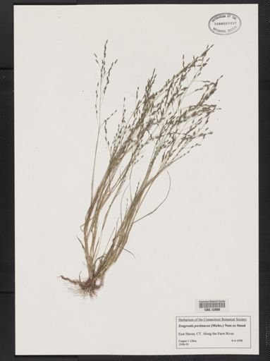 Eragrostis pectinacea
