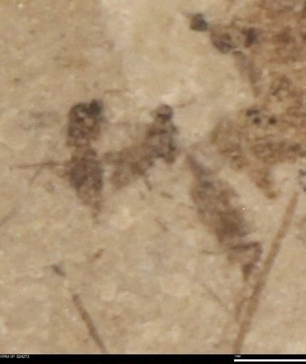 undet. Insecta
