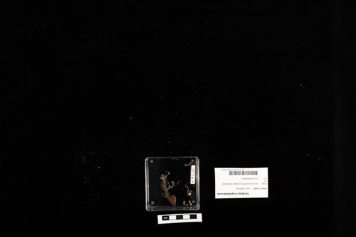 Cordylus tropidosternum
